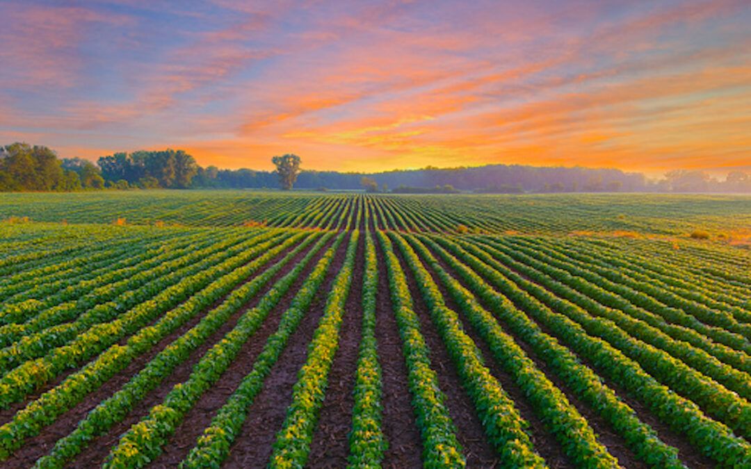 Understanding Agricultural Real Estate. Essential Insights for Investors