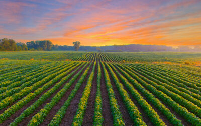 Understanding Agricultural Real Estate. Essential Insights for Investors